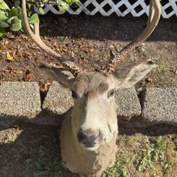 Elk Taxidermy 
