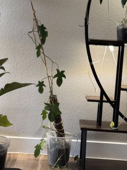 Multiple Houseplants For Sale !!! 