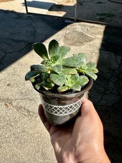Plant