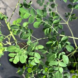 Plantas De Moringa 20 Each 