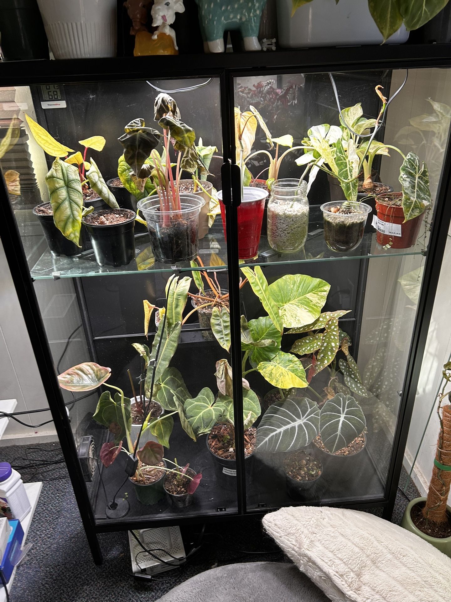 Greenhouse