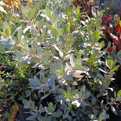 Silver Buttonwood Privacy Hedge Plants 3gl $6🌿🌿