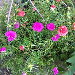 Bonita Planta ..Nice Plant Amore's De UN Rato 