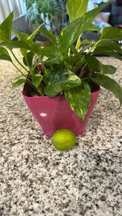 Pothos Plant