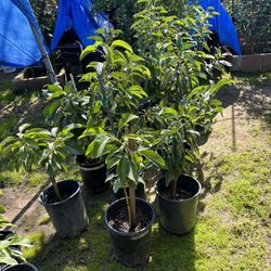 Hass Avocado trees / Arboles De Hass Aguacate