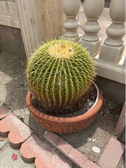 Cactus