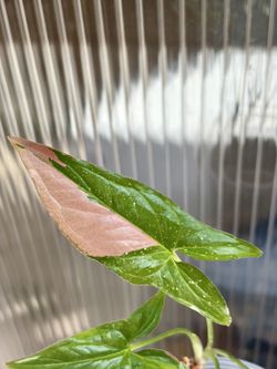 Syngonium Tricolor