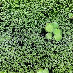 Mini Duckweed 