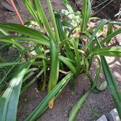 A BUSH OF SPIDER LILLYS $20 PICK UP IN SUN VALLEY 