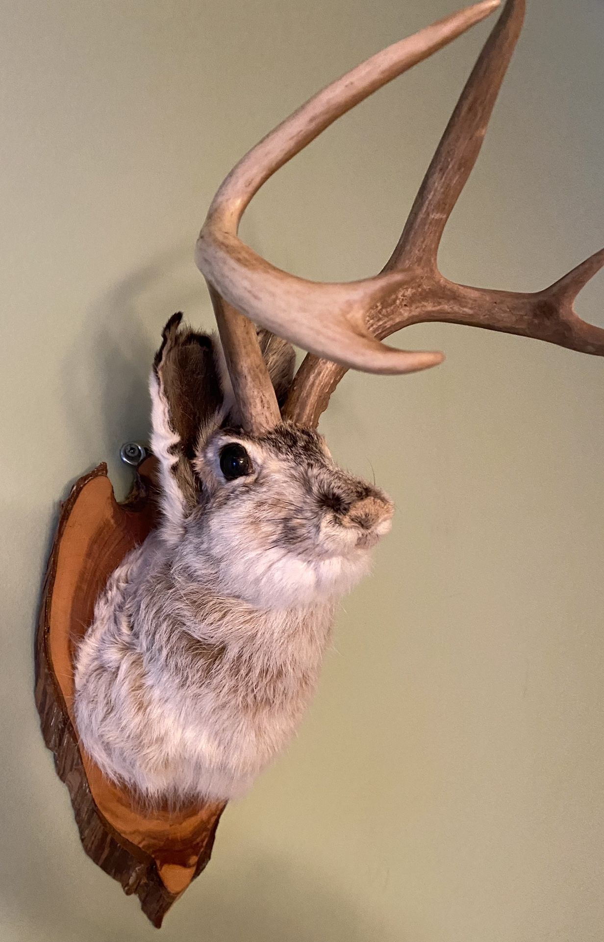 Jackalope Taxidermy Rabbit/Deer Mounted 6 Point Authentic Antlers