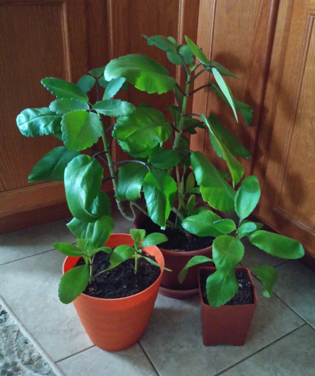 Ajwain cuban origeno(succulent) house plant 8-19 each