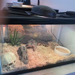 2 Snake Set Ups 