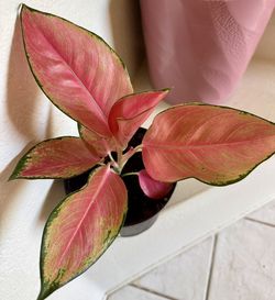 ❤️Are You Done With Fussy Plants? Then TRY ME RED AGLAONEMA❤️Chinese Evergreen❤️