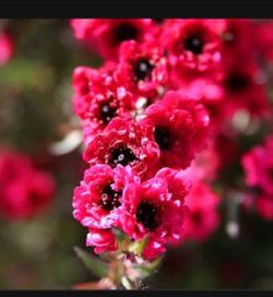 #28 Red Flowering large Tea Tree Shrub 5gal