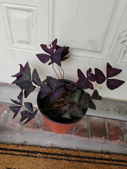 Oxalis plant