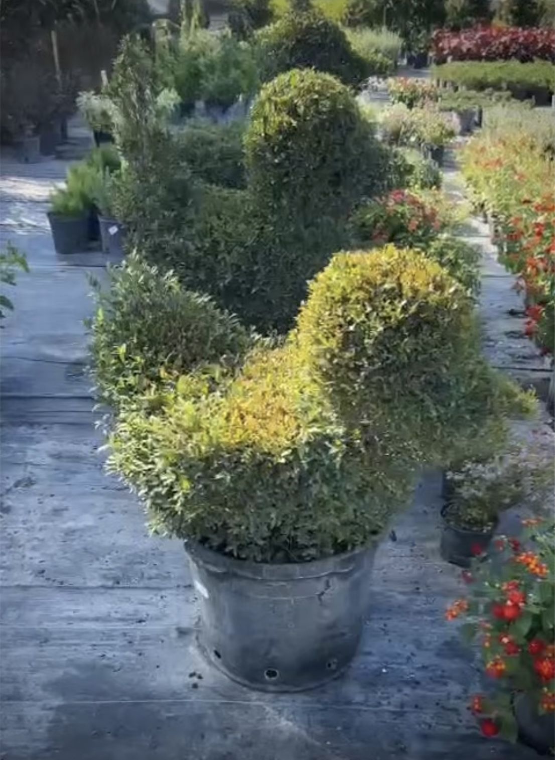 Topiary Duck - 15gl