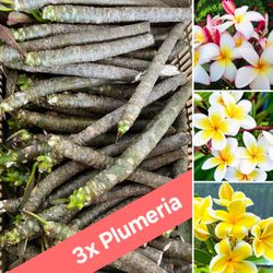 3x Plumeria Cuttings 🌺🌿