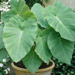 Elephant Ear Plants