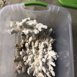 Skeleton coral