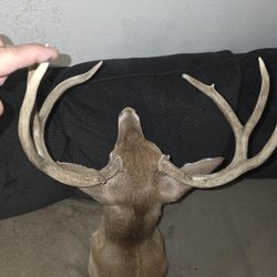 Dear Head Mount / Great Condition 