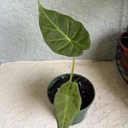 Small  Alocasia  Regal   Plant