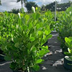 Clusia & Podocarpus 7 Gallon