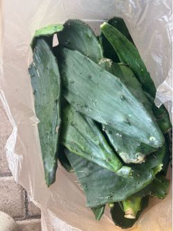 FREE Opuntia Prickly Pear cactus cuttings FIRST COME FIRST SERVE. No holds!