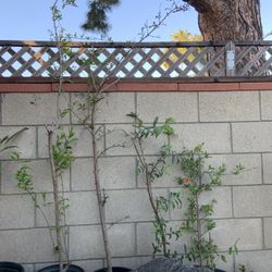 Pomegranate Fruit Trees For Sale $30