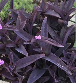 Purple Heart Plants