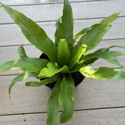 Birds nest fern. Live plant comes in a 6” nursery pot. Check profile for more plants 