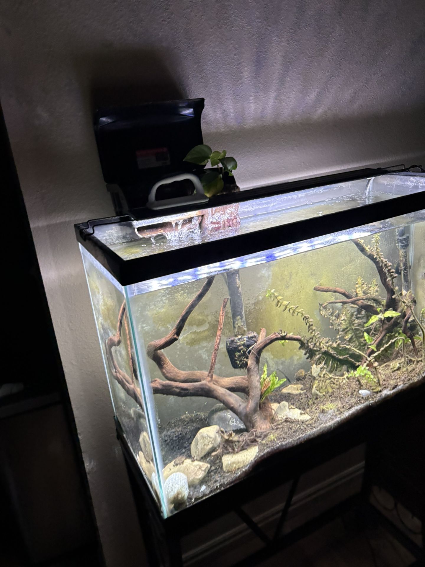29 Gallon Fish Tank