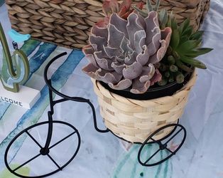 Succulents With Bike