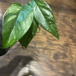 3 Leaf Rooted Variegated Epi Albo Plant 