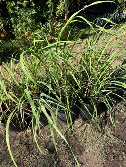 Lemon grass - Te de limón plant 🪴