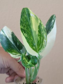 Monstera Standleyana aurea