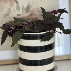 Purple Passion plant/Purple velvet plant 