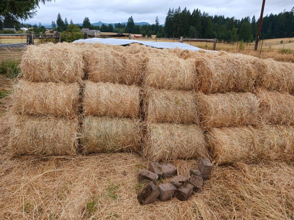 Grass Hay