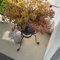 SUCCULENT WITH STAND