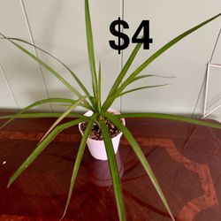Dracaena 
