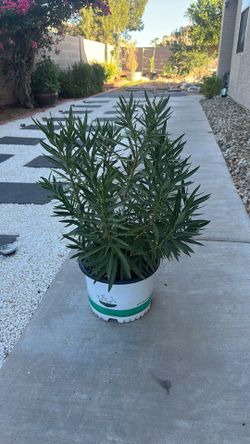 White Oleander bush