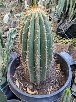 Fat boy cactus plant