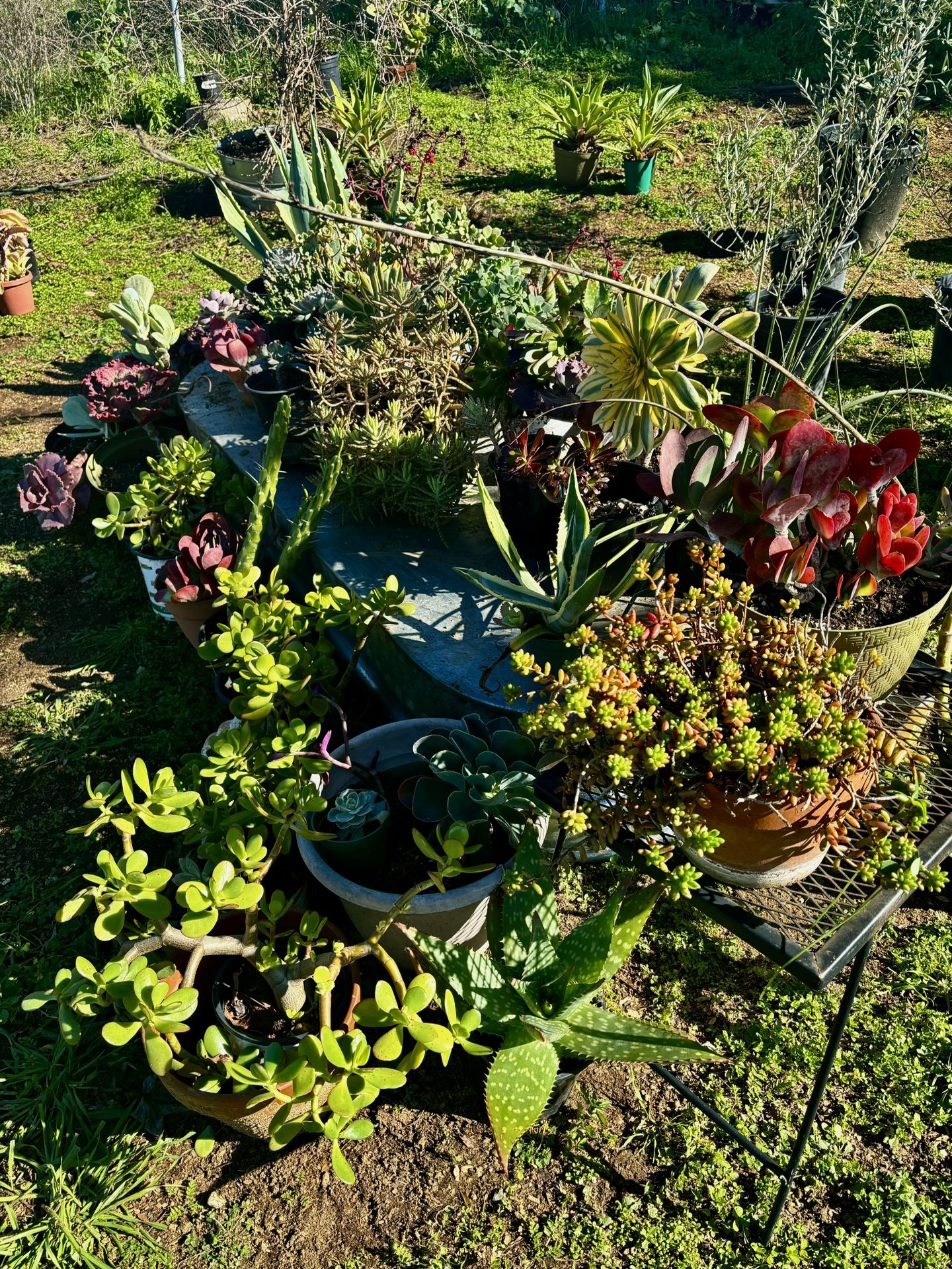 UNIQUE SUCCULENTS $10 And Up