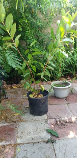 Guayavo