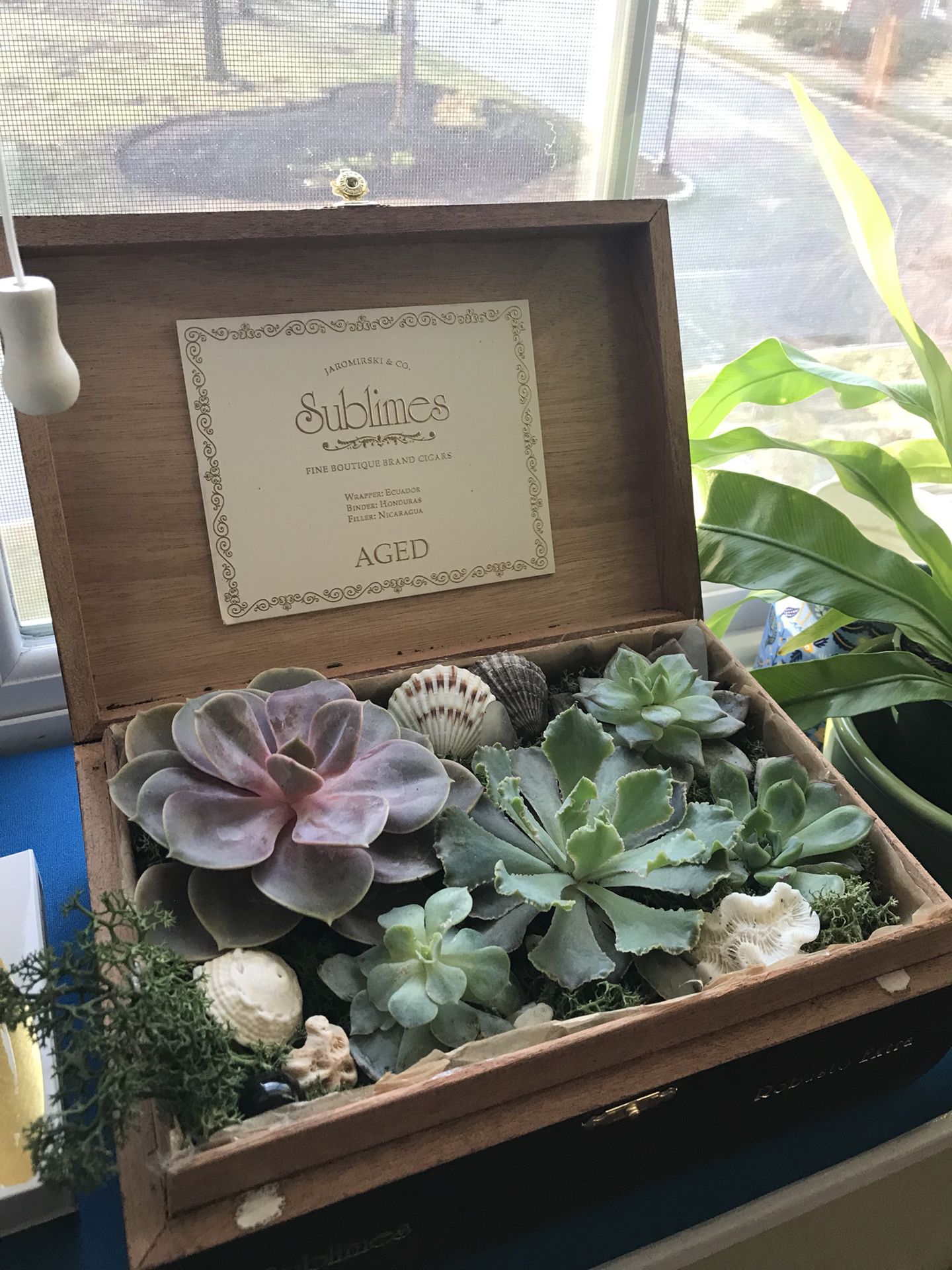 Succulent planters! Great gifts for Men, Women and Children