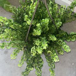 Beautiful, Live, Indoor House Plants  🪴