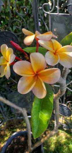 #46 Yellow rainbow Plumeria Plant rooted 5gal
