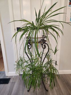 Spider Plant