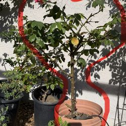 Rose wonderfully fragrant.