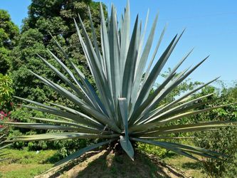 Agave Espadin plant
