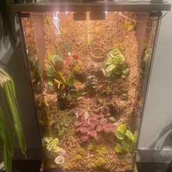 Indoor Plant Terrarium